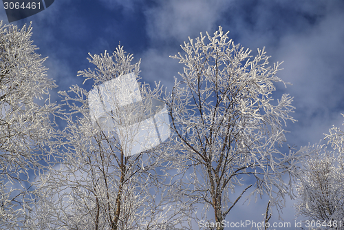 Image of Frozen trees