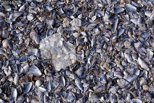 Image of Seashells on a beach