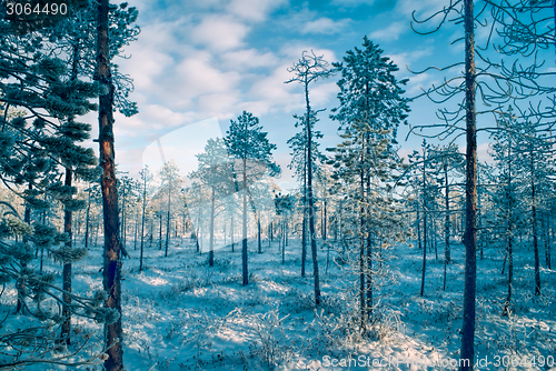 Image of Trees at sunset