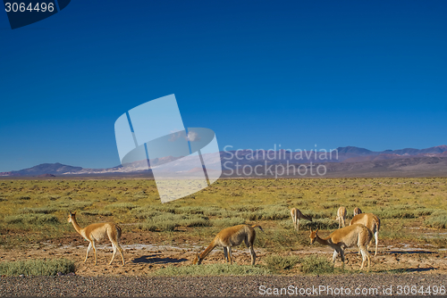 Image of Guanaco lamas