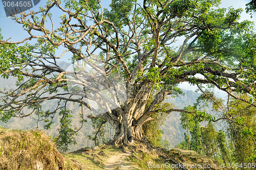 Image of Old tree 