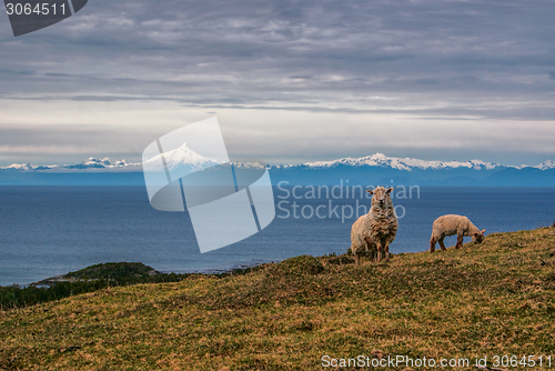 Image of Sheep grazing