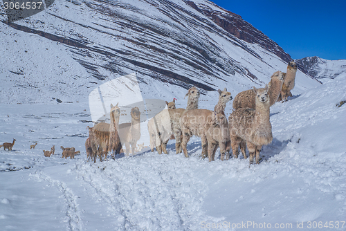 Image of Herd of Llamas in Andes