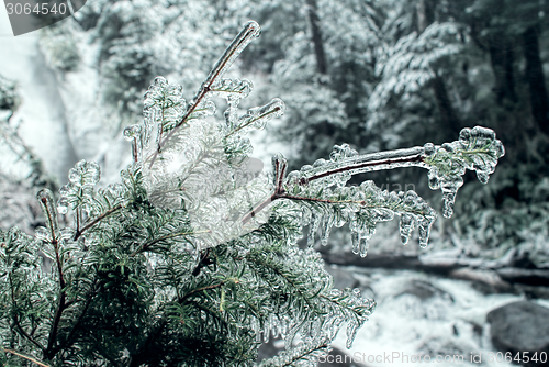 Image of Frozen branch