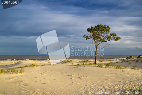 Image of Tree on a beach