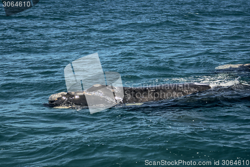 Image of Whale