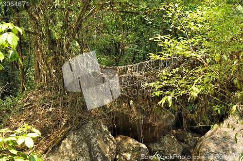 Image of Old root bridge in India