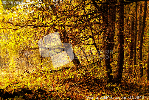 Image of Autumn forest