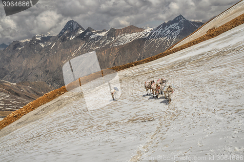 Image of Mules in Himalayas
