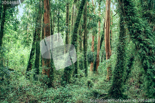 Image of Parque Nacional Chiloe