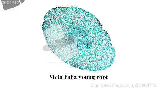 Image of Vicia faba root micrograph