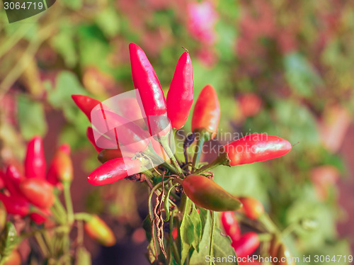 Image of Chili Pepper