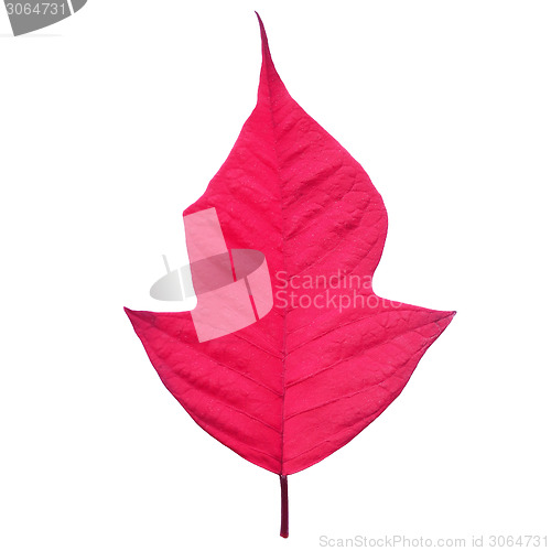 Image of Poinsettia Christmas star leaf