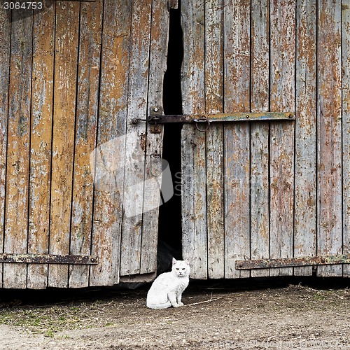 Image of white cat sitting by a barn door 