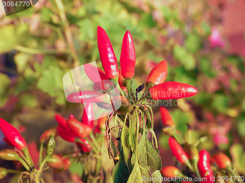 Image of Chili Pepper