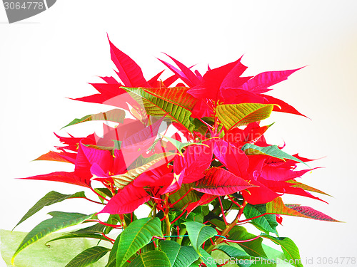 Image of Poinsettia Christmas star