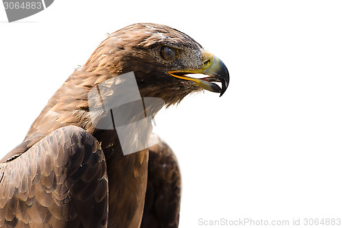 Image of Wild golden eagle profile portrait isolated