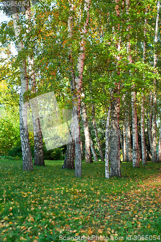 Image of summer birch forest