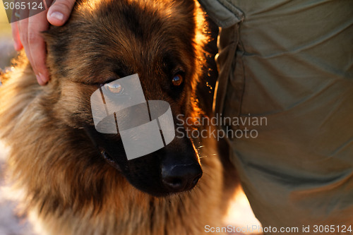 Image of German shepherd dog