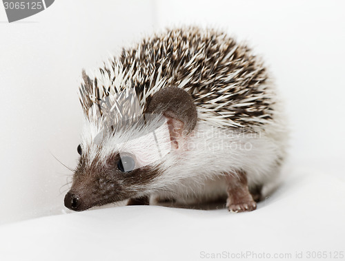 Image of African white- bellied hedgehog