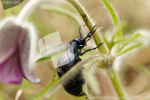 Image of Chafer on the flower