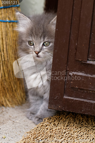 Image of Beautiful grey kitten