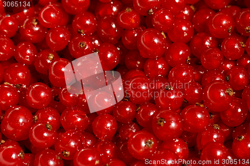 Image of Background red currants