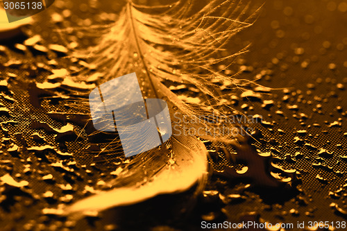 Image of Yellow feather with water drops