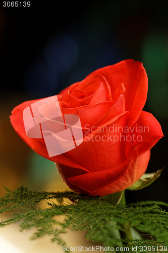 Image of Red Rose Blooming in Garden