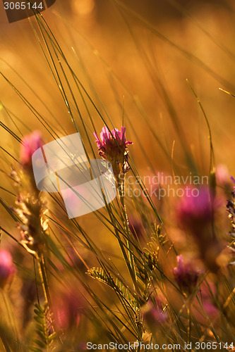 Image of Meadow at sunset