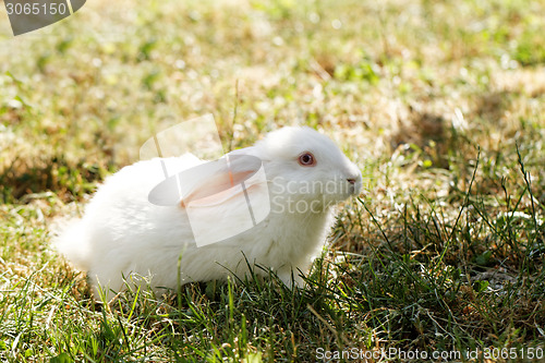 Image of White bunny
