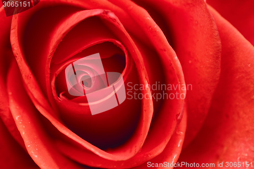 Image of Beautiful red rose closeup