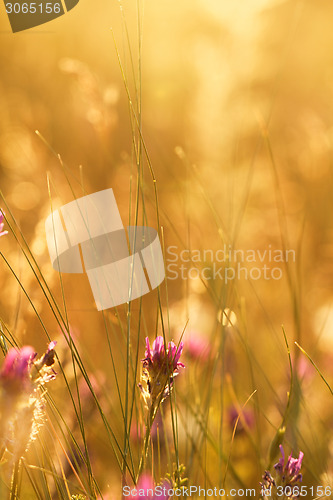 Image of Meadow at sunset