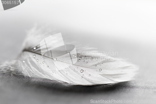 Image of White feather with water drops