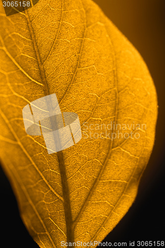 Image of Yellow leaf