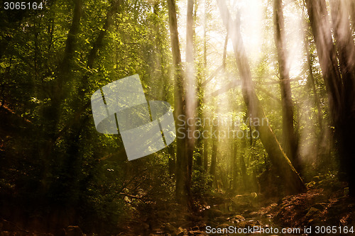 Image of Blurred trees background