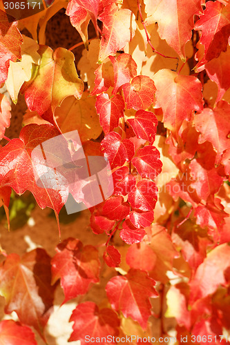 Image of Colorful leaves