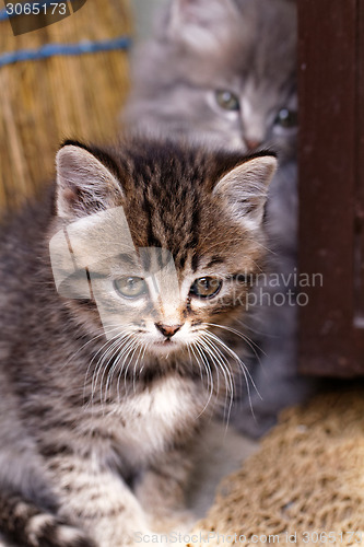 Image of Beautiful tabby kitten