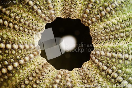 Image of Sea urchin 