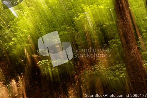 Image of Blurred trees background