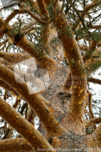 Image of Tree trunk