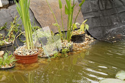 Image of Pond plants - detail