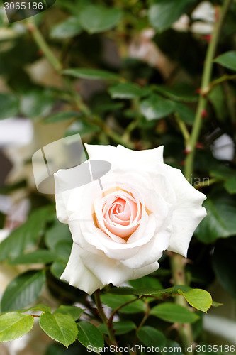 Image of Bright pink rose blooming in garden