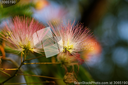 Image of Flowers of acacia