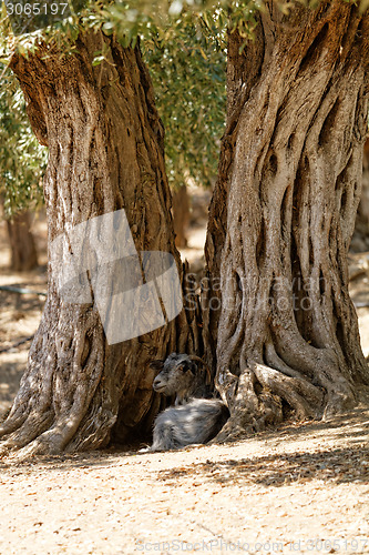 Image of Greece, Thassos