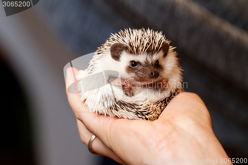 Image of African white- bellied hedgehog