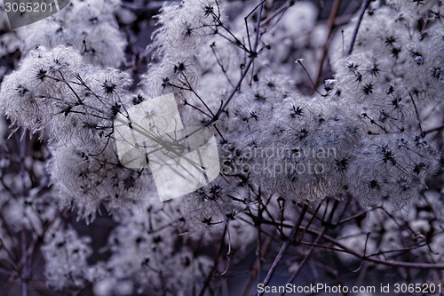 Image of Tree flowering