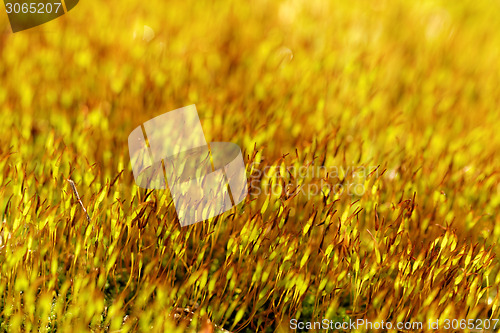 Image of Yellow moss