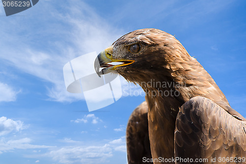 Image of Close-up portrait of big golden eagle over deep blue sky