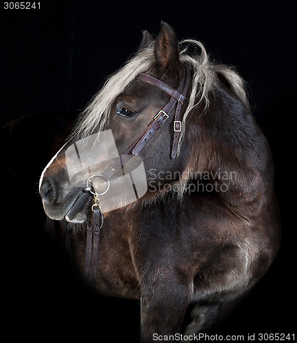 Image of Schleswig horse black background